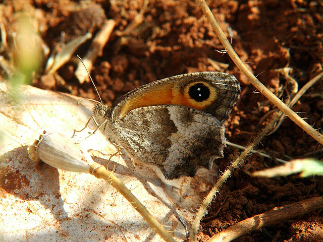 Pyronia cecilia